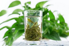 看荷花作文三年级300字左右