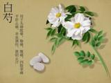 主持年会的开场白(旅游的年会开场白)