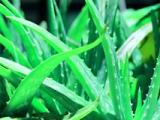 2024年少先队第二学期工作计划_小学少先队第二学期工作计划
