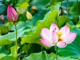 重阳节的诗歌(重阳节的诗歌自编的)